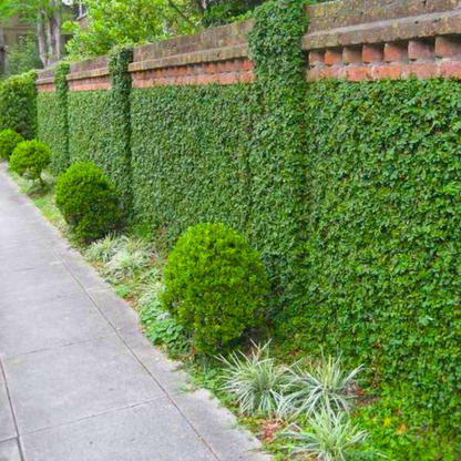 Creeping Fig (Ficus Pumila) Ornamental Live Plant