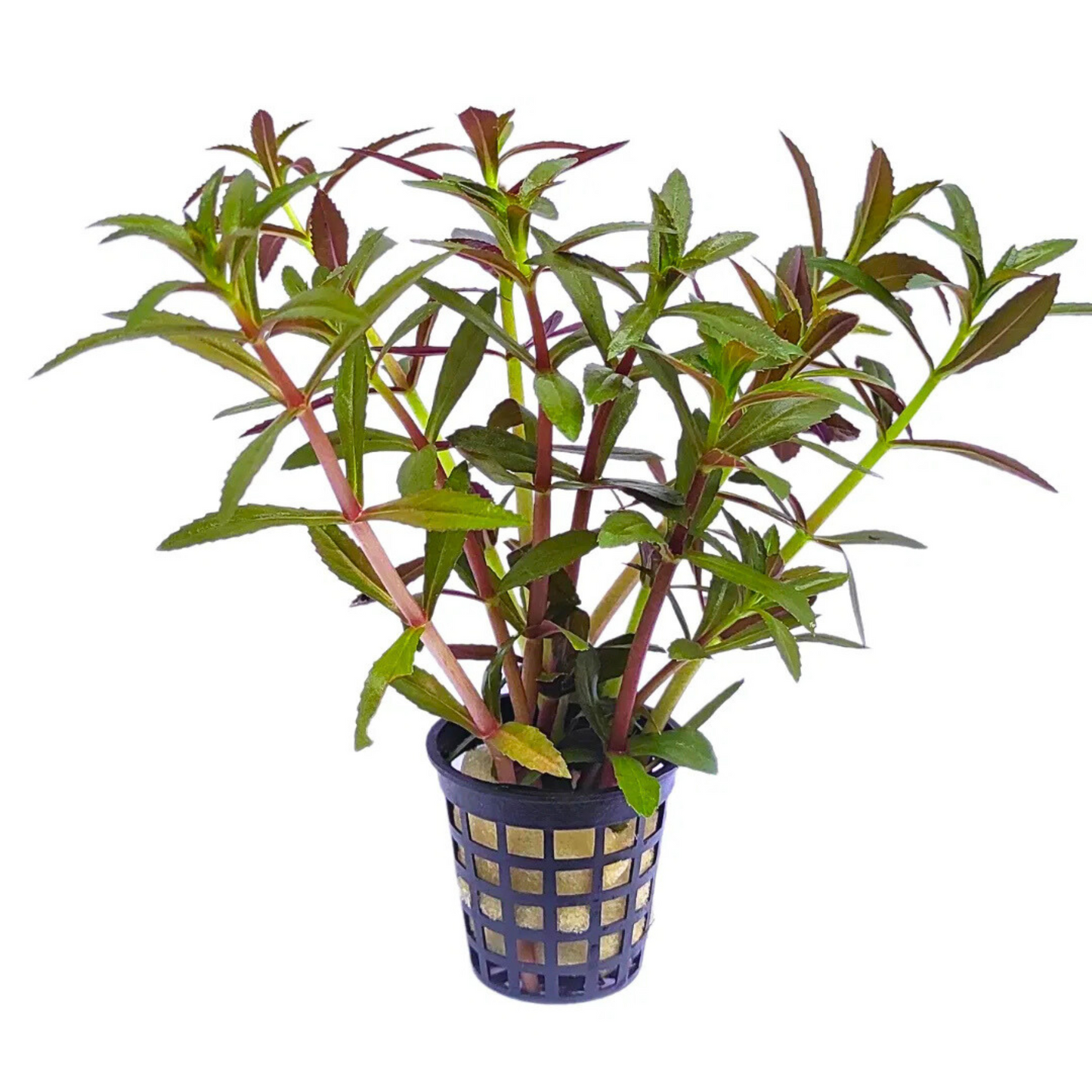 Creeping Marshweed (Limnophila repens) Aquarium Live Plant