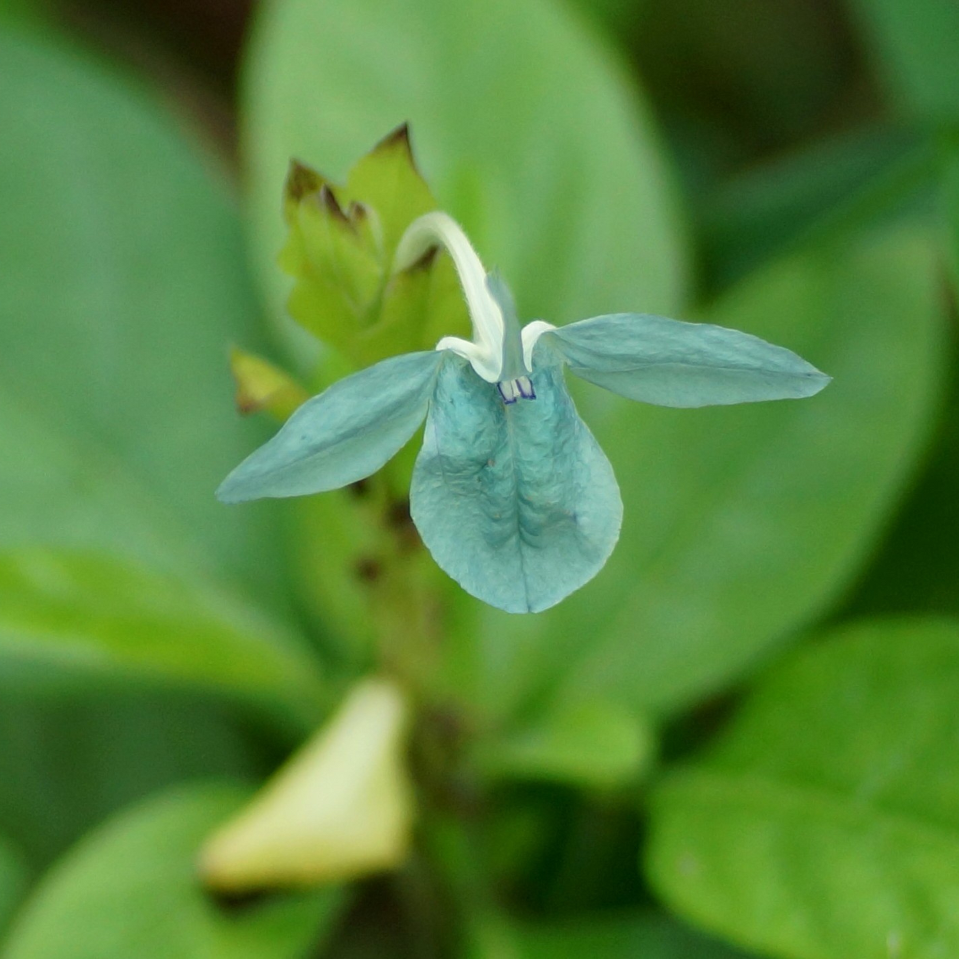 kanakambaram plant seeds Crossandra Green (Kanakambaram) All Time Flowering Live Plant – Bloomica