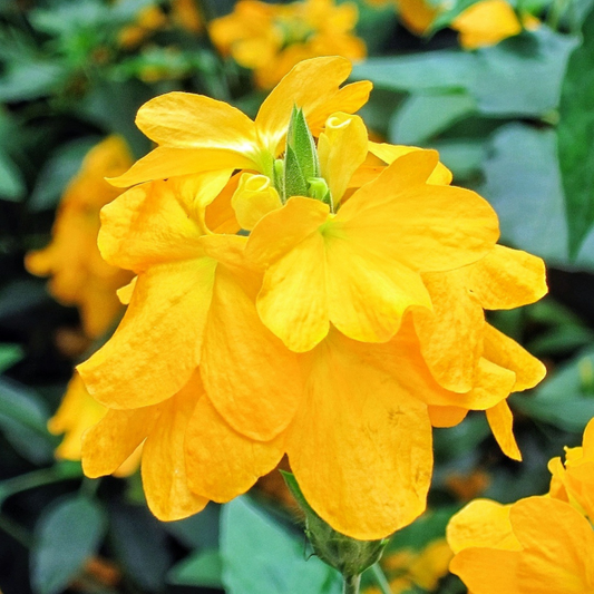 Crossandra Yellow (Kanakambaram) All Time Flowering Live Plant