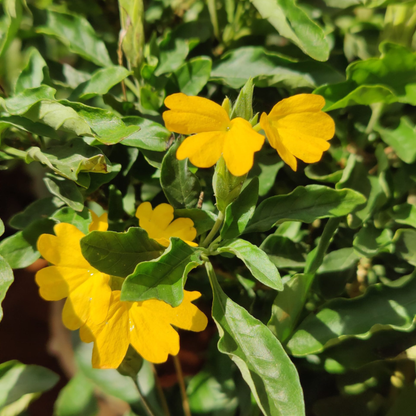 Crossandra Yellow (Kanakambaram) All Time Flowering Live Plant