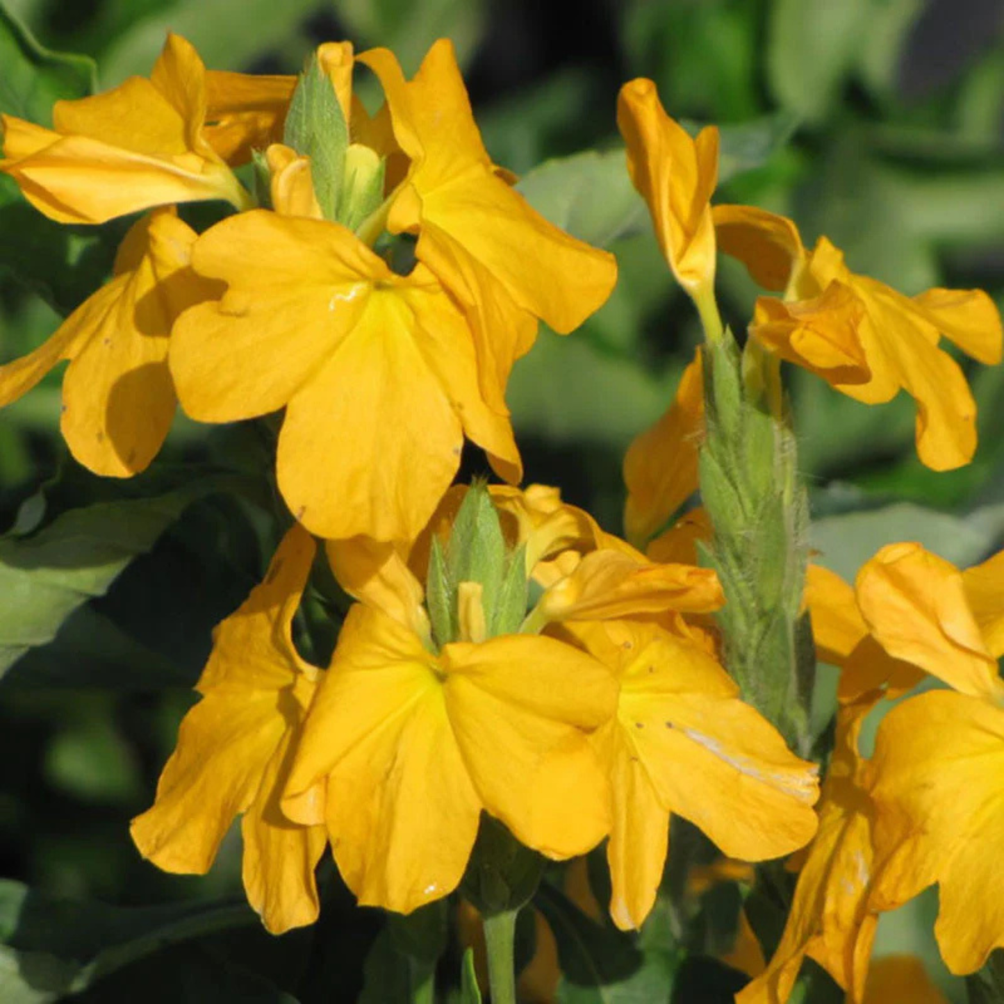Crossandra Yellow (Kanakambaram) All Time Flowering Live Plant