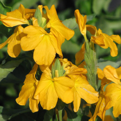 Crossandra Yellow (Kanakambaram) All Time Flowering Live Plant