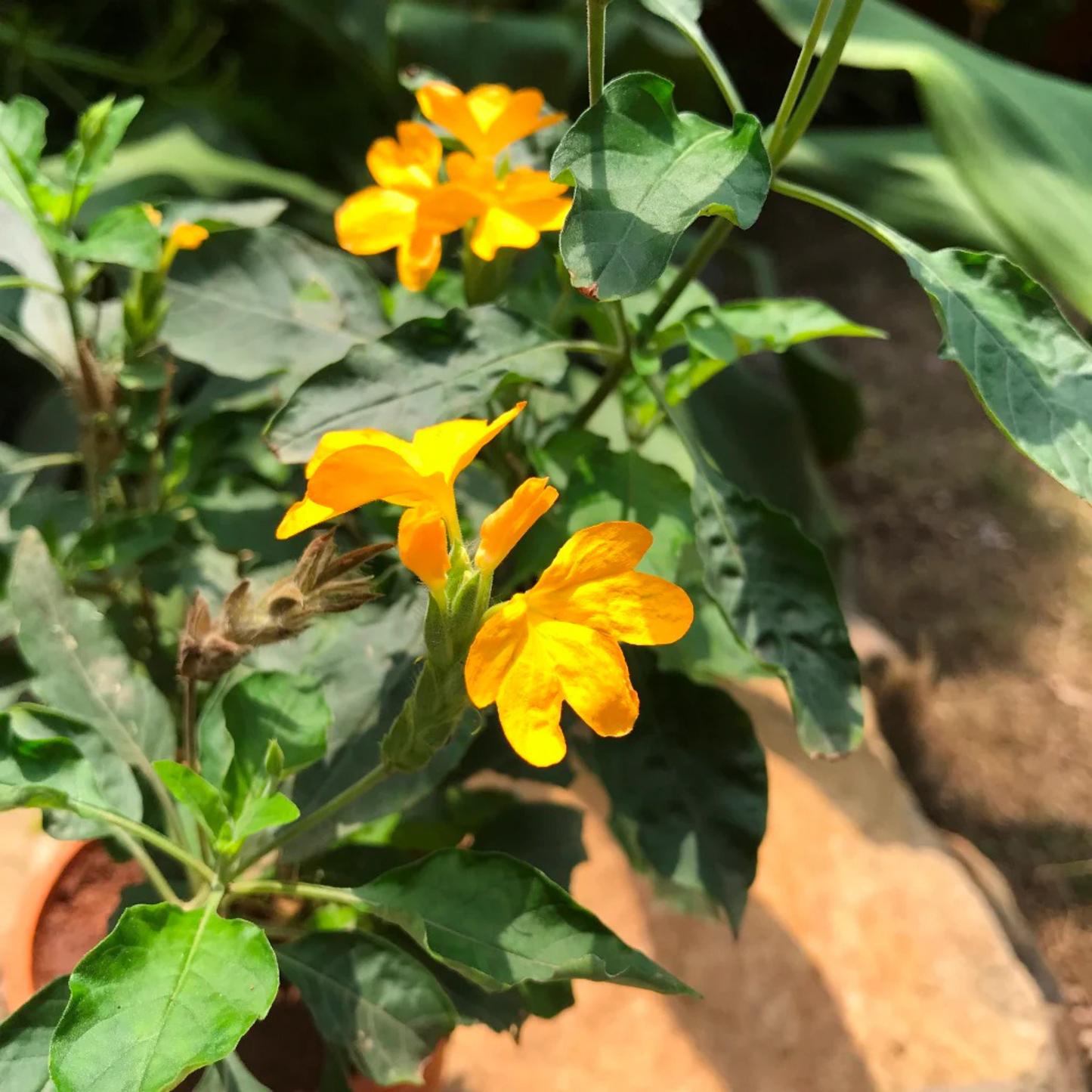 Crossandra Yellow (Kanakambaram) All Time Flowering Live Plant