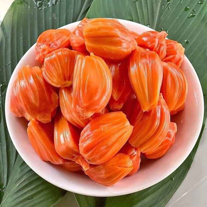 Daeng Surya Jackfruit (Orange Flesh) Rare Grafted Live Plant