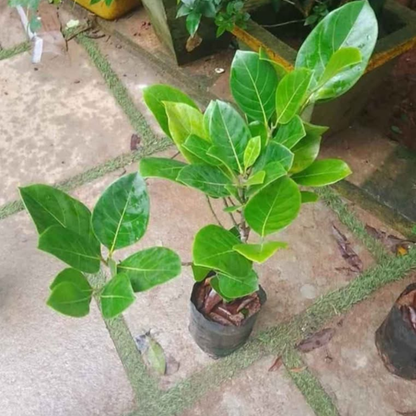 Daeng Surya Jackfruit (Orange Flesh) Rare Grafted Live Plant