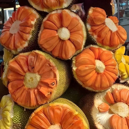 Daeng Surya Jackfruit (Orange Flesh) Rare Grafted Live Plant