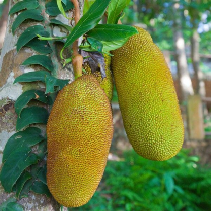 Daeng Surya Jackfruit (Orange Flesh) Rare Grafted Live Plant