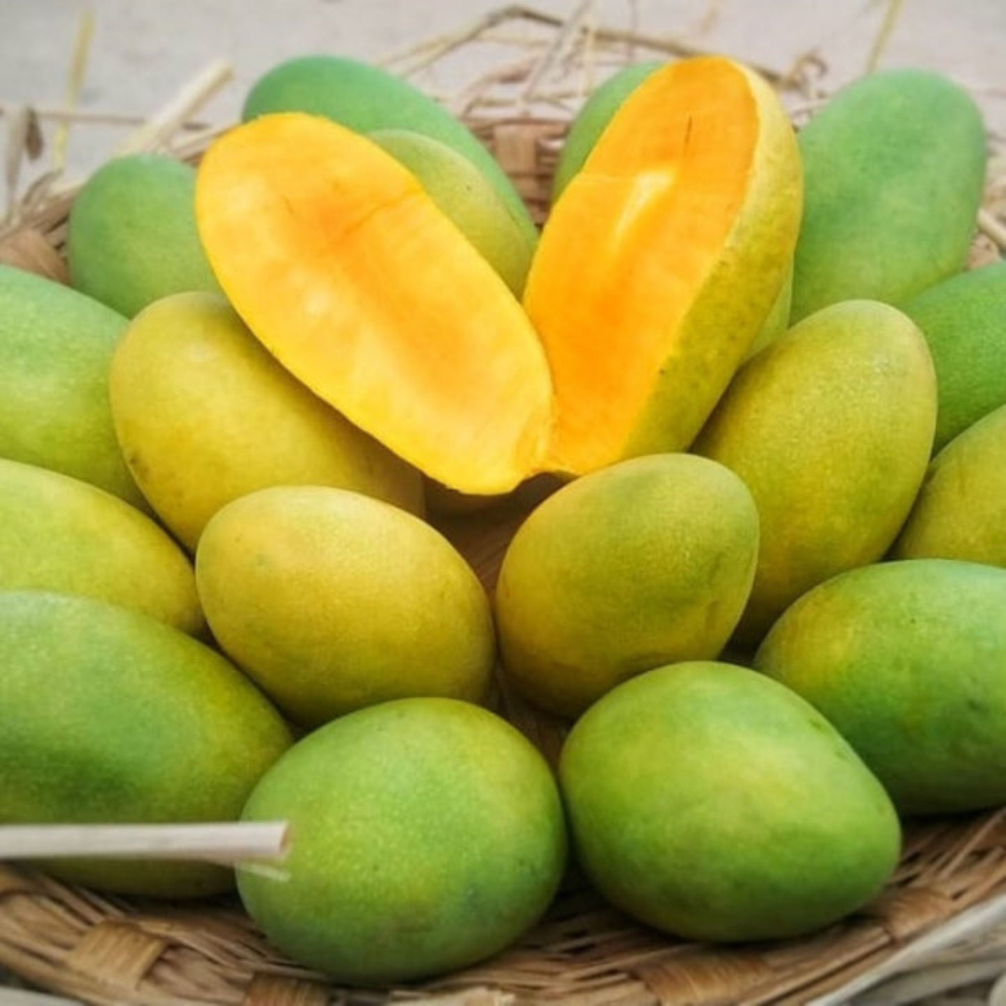 Dasheri Mango Grafted Live Plant