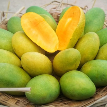 Dasheri Mango Grafted Live Plant
