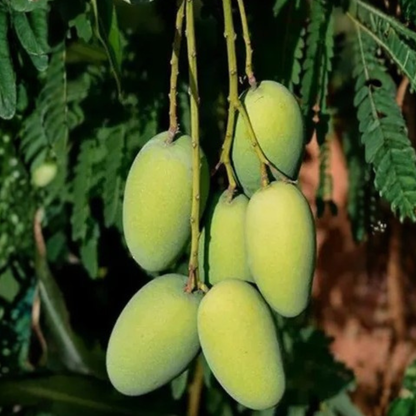 Dasheri Mango Grafted Live Plant