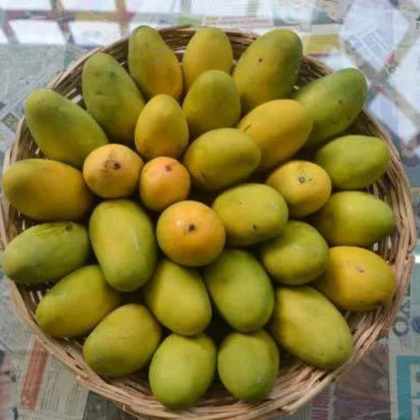 Dasheri Mango Grafted Live Plant