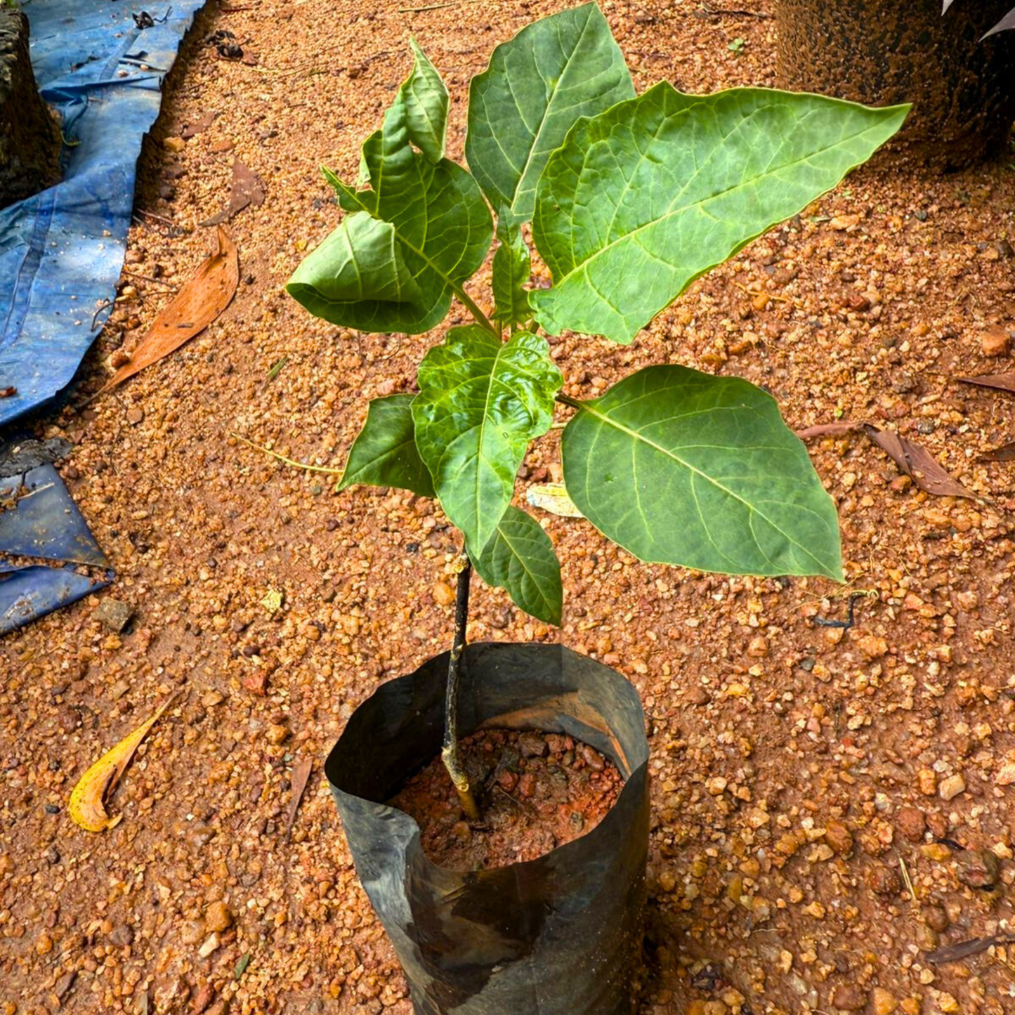 Datura Purple Multi Petal Rare Flowering Live Plant
