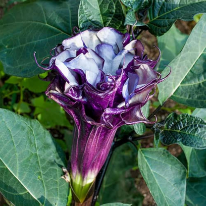 Datura Purple Multi Petal Rare Flowering Live Plant