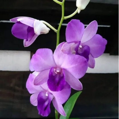 Dendrobium Blue Planet – Blooming Size