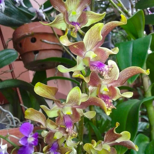 Dendrobium Burana Jade x Lasianthara – Blooming Size
