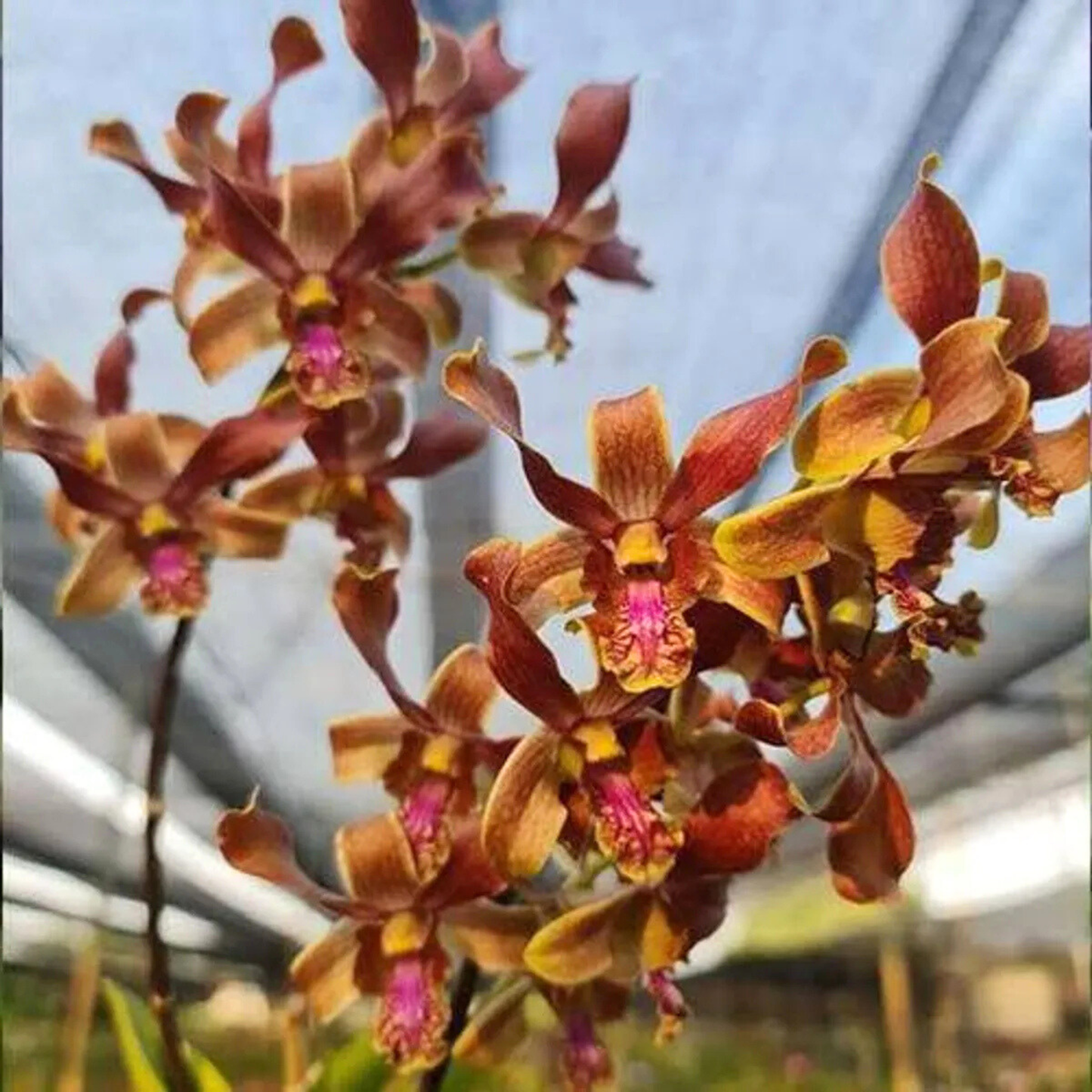 Dendrobium Burana Jade x Lasianthara – Blooming Size