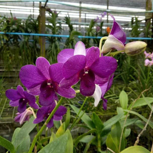 Dendrobium Blue #729 – Blooming Size