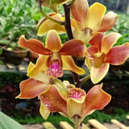 Dendrobium Burana Jade x Lasianthara – Blooming Size