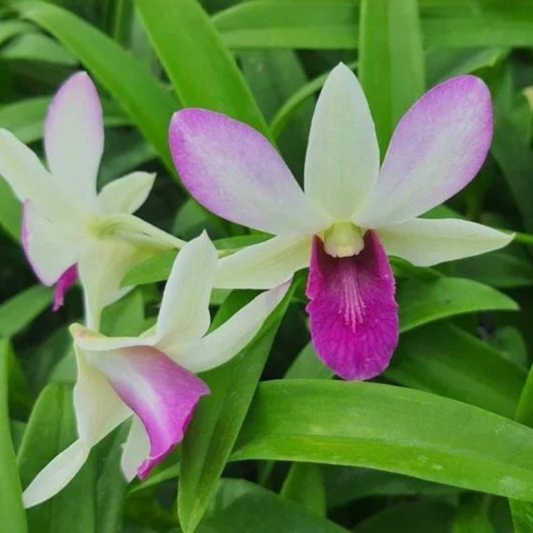 Dendrobium Salaya Pink – Blooming Size