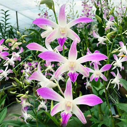 Dendrobium Ceasar 4N – Blooming Size