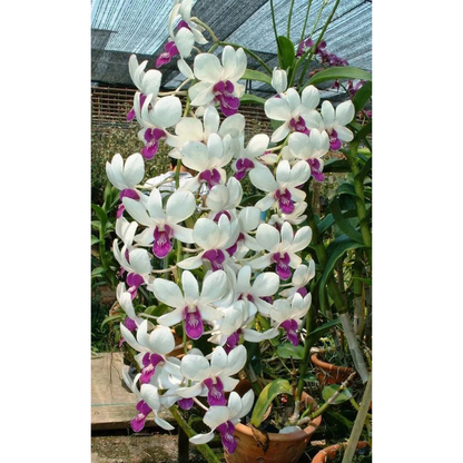Dendrobium Charming White – Blooming Size