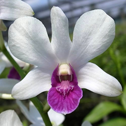 Dendrobium Charming White – Blooming Size