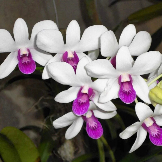 Dendrobium Ladmayom Charming – Blooming Size