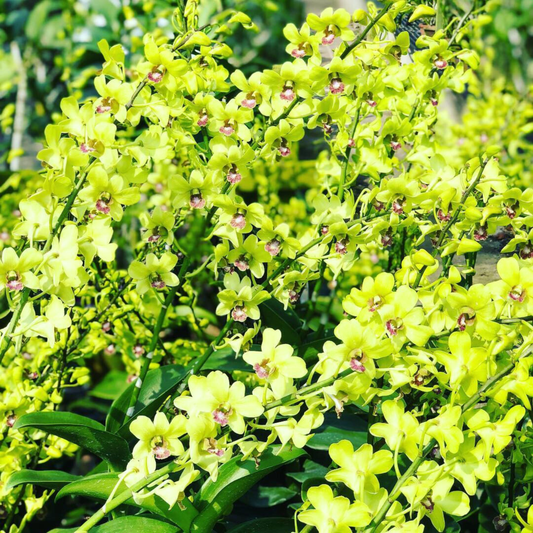 Dendrobium Burana Jade – Blooming Size
