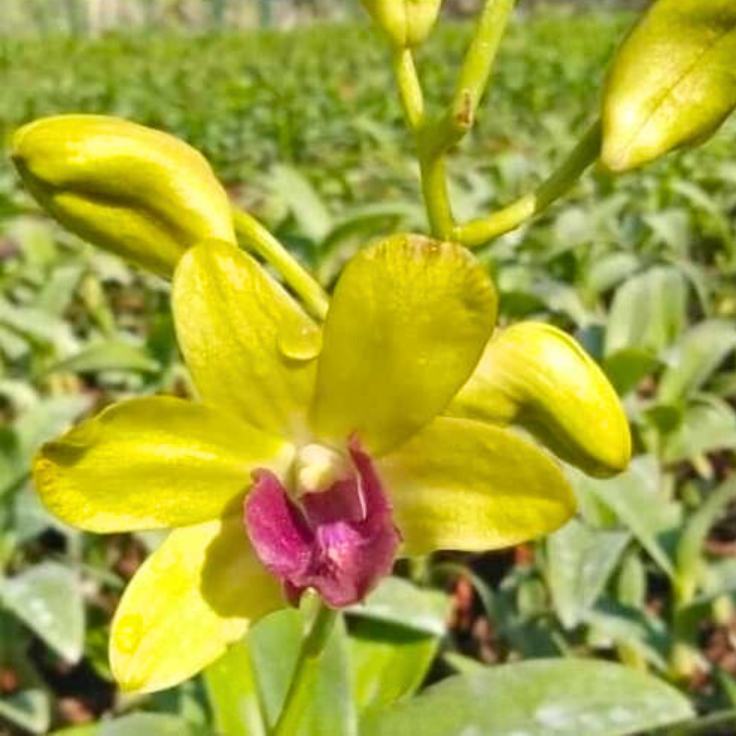 Dendrobium Green Star Chaisri Gold – Blooming Size