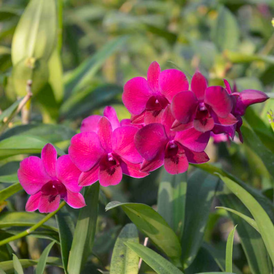 Dendrobium Iadda Red – Blooming Size