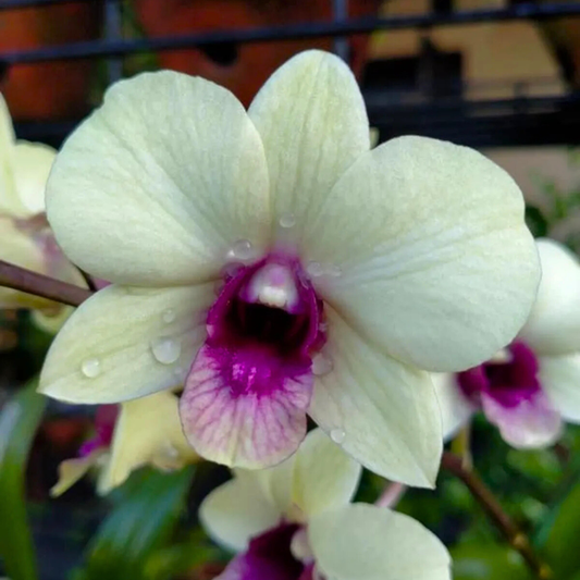 Dendrobium Jade Junior – Blooming Size