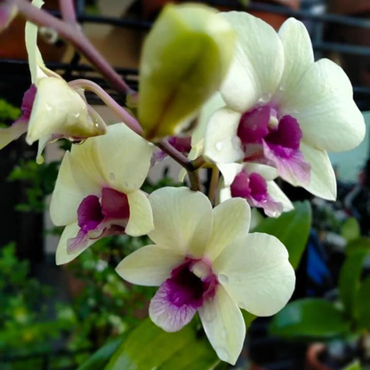 Dendrobium Jade Junior – Blooming Size