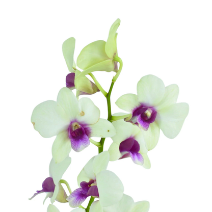 Dendrobium Jade Junior – Blooming Size