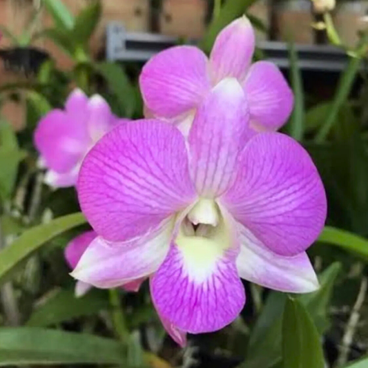 Dendrobium Karen x Compactum – Blooming Size