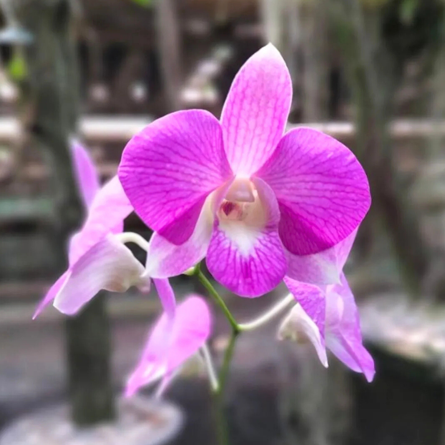 Dendrobium Karen x Compactum – Blooming Size