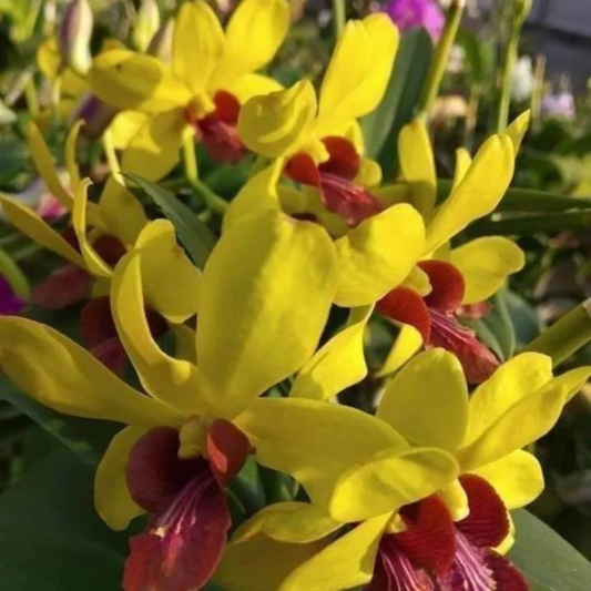 Dendrobium Mayneal Uraiwan – Blooming Size