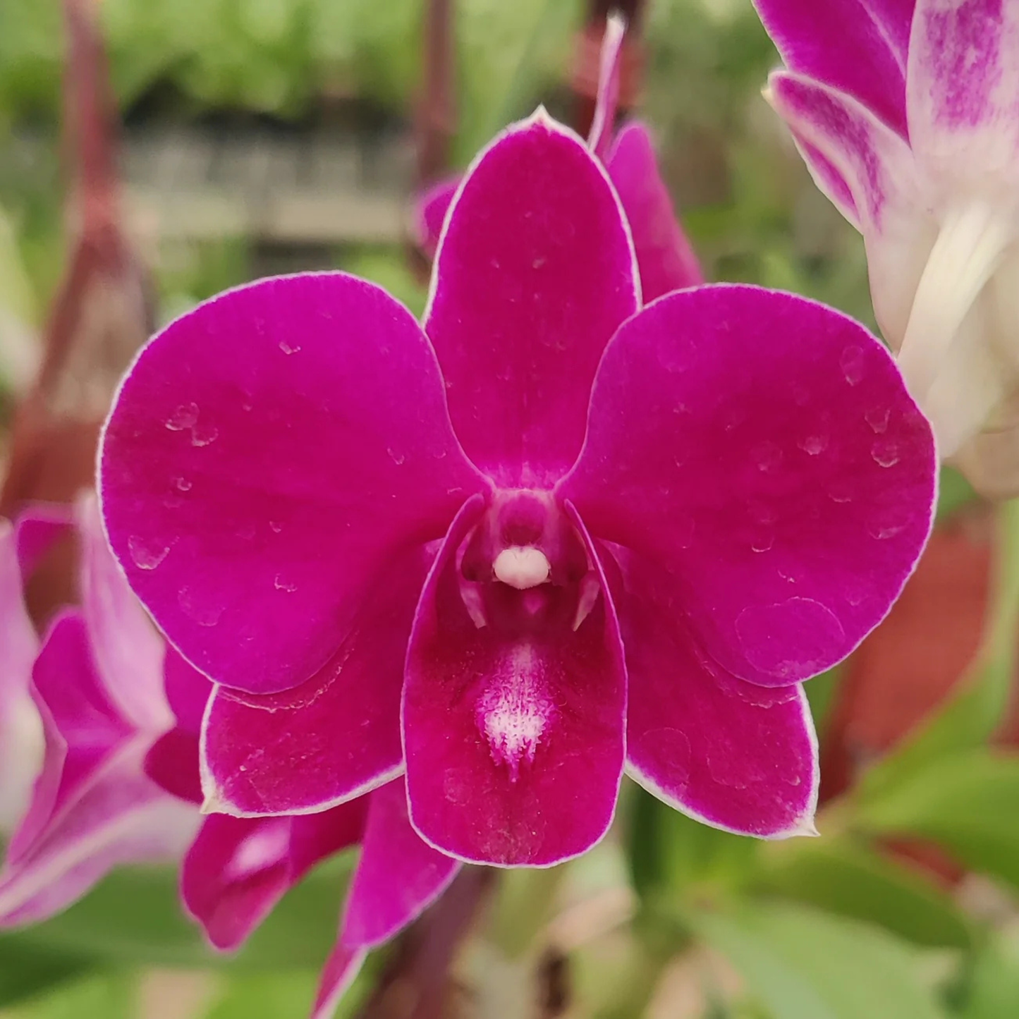 Dendrobium More Red x Thailand – Blooming Size