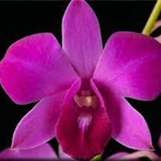 Dendrobium Panjarat Pink – Blooming Size