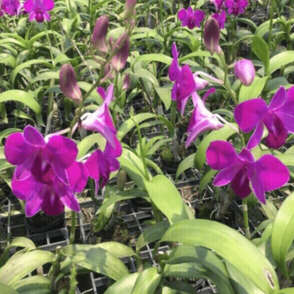 Dendrobium Panjarat Pink – Blooming Size