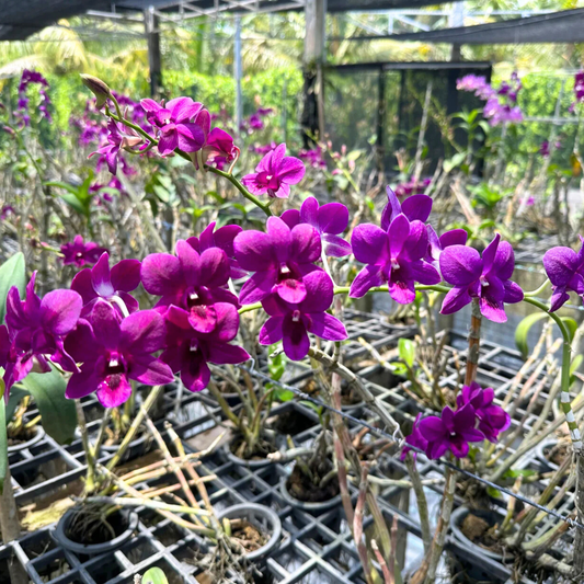 Dendrobium Sakda Beauty – Blooming Size