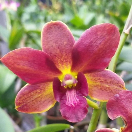 Dendrobium Sampran Brown x Thongchai Gold – Blooming Size