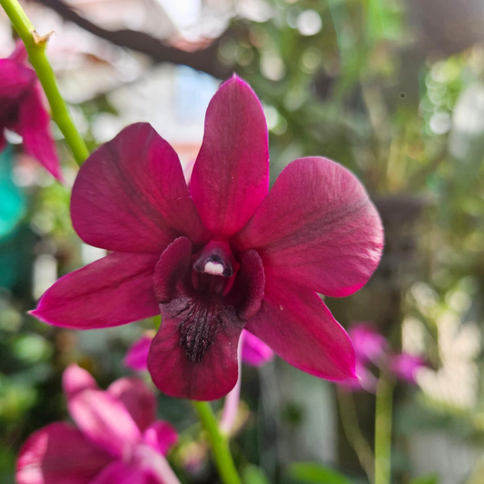 Dendrobium Simin Red – Blooming Size