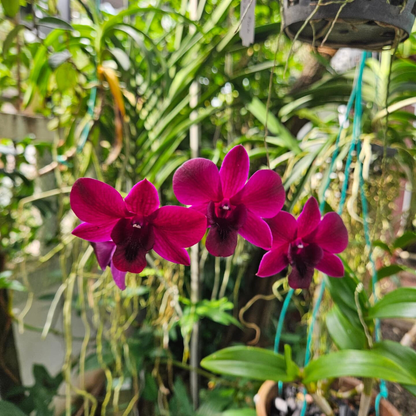 Dendrobium Simin Red – Blooming Size