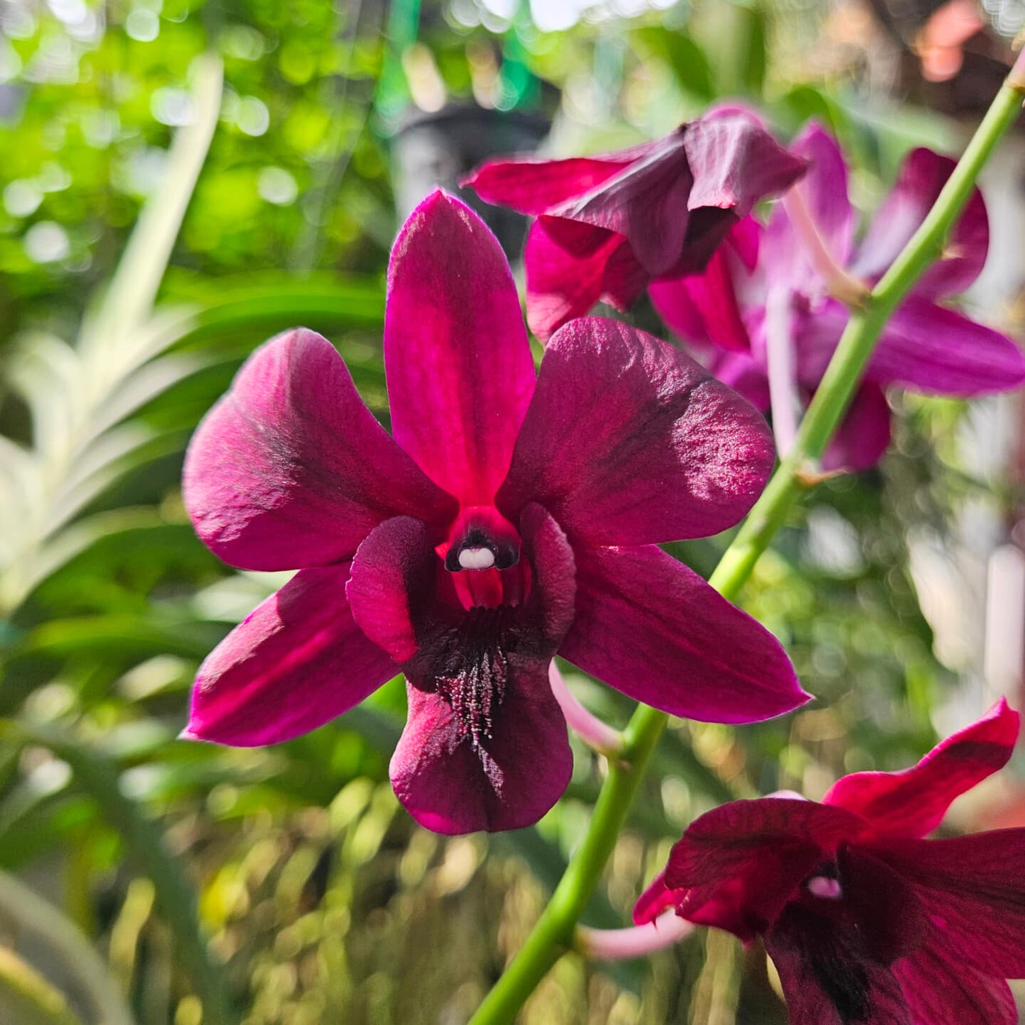 Dendrobium Simin Red – Blooming Size