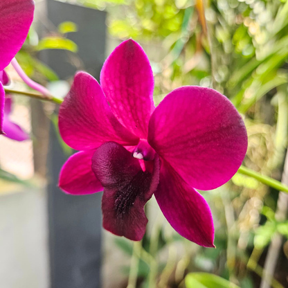 Dendrobium Simin Red – Blooming Size