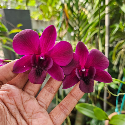 Dendrobium Simin Red – Blooming Size
