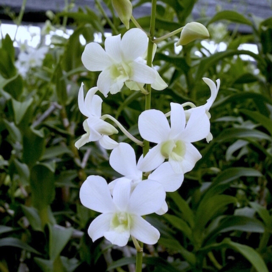 Dendrobium Somrak White – Blooming Size