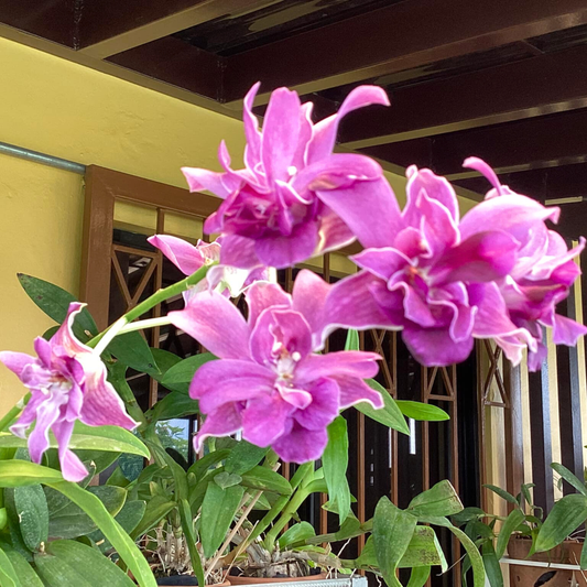 Dendrobium Sunshine Mutation Blue – Blooming Size