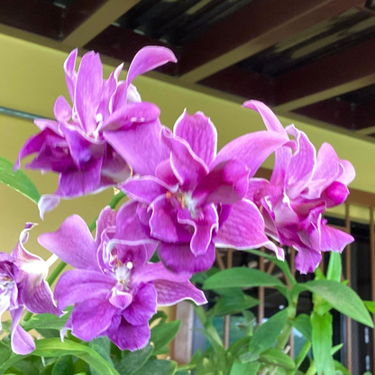 Dendrobium Sunshine Mutation Blue – Blooming Size
